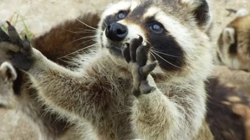 Le parc animalier d'Ecouves recrute